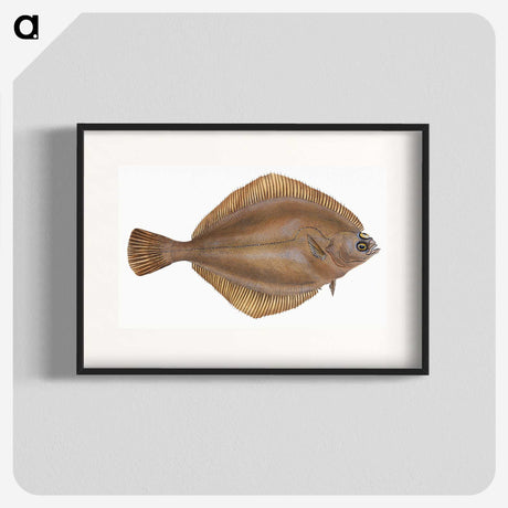2-3_The-Natural-History-of-British-Fishes_blk