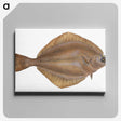 2-3_The-Natural-History-of-British-Fishes_canvas