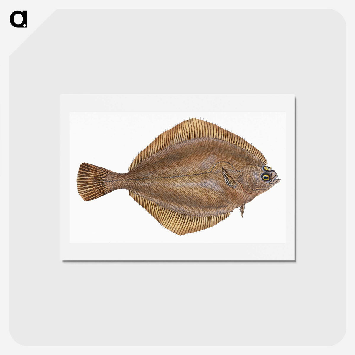 2-3_The-Natural-History-of-British-Fishes_hagaki