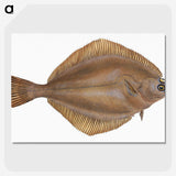2-3_The-Natural-History-of-British-Fishes_picture-crop