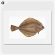 2-3_The-Natural-History-of-British-Fishes_picture