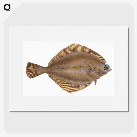 2-3_The-Natural-History-of-British-Fishes_picture