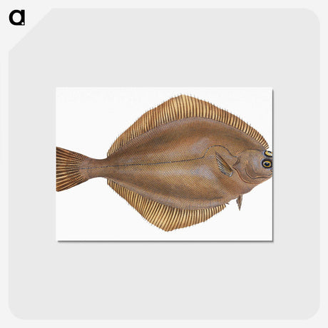 2-3_The-Natural-History-of-British-Fishes_postcard