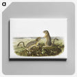 2-3_The-Viviparous-Quadrupeds_canvas