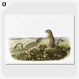 2-3_The-Viviparous-Quadrupeds_picture-crop