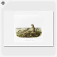 2-3_The-Viviparous-Quadrupeds_picture