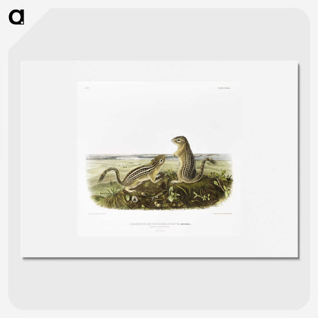 2-3_The-Viviparous-Quadrupeds_picture