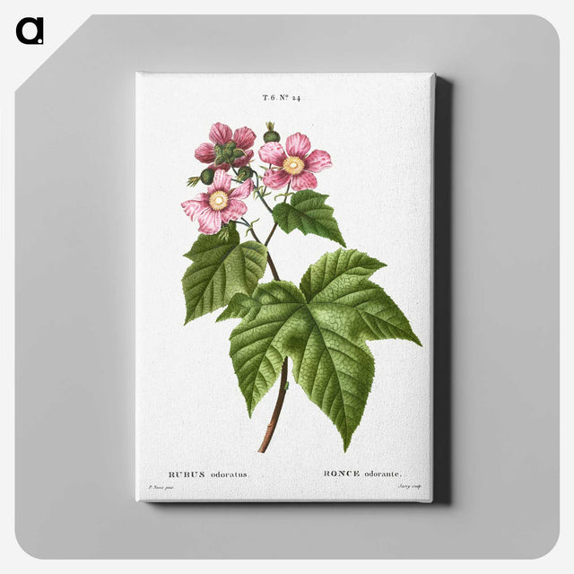 2-3_Treatise-on-Trees-and-Shrubs_canvas