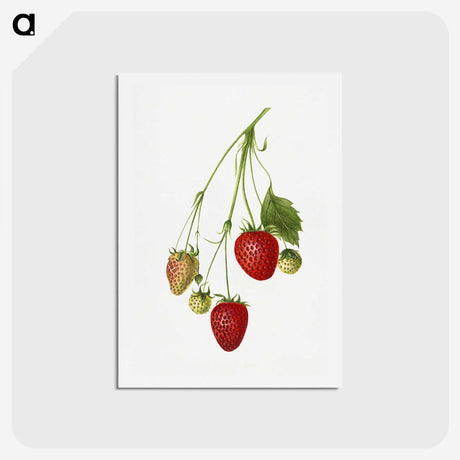 2-3_USDA-Watercolor-Fruit-Painting-Collection_hagaki
