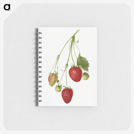 2-3_USDA-Watercolor-Fruit-Painting-Collection_memo