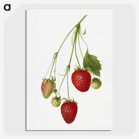 2-3_USDA-Watercolor-Fruit-Painting-Collection_picture-crop