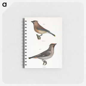 アートメモ帳-The Cedar Bird - ニューヨークの動物学 Memo.