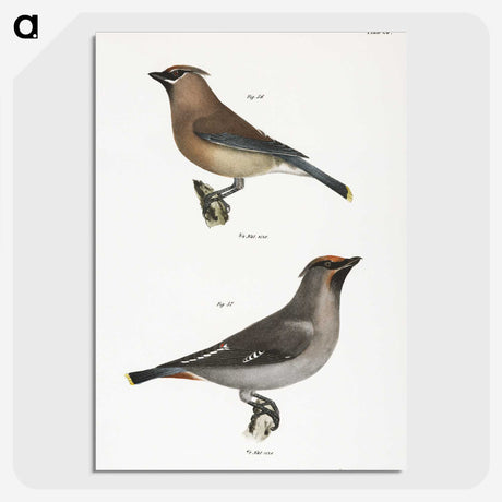 2-3_Zoology-of-New-York_picture-crop