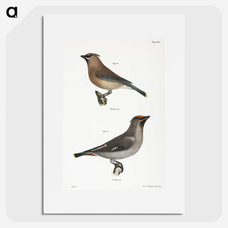 2-3_Zoology-of-New-York_picture