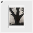 アートポストカード-The Dying Chestnut - アルフレッド スティーグリッツ Postcard.