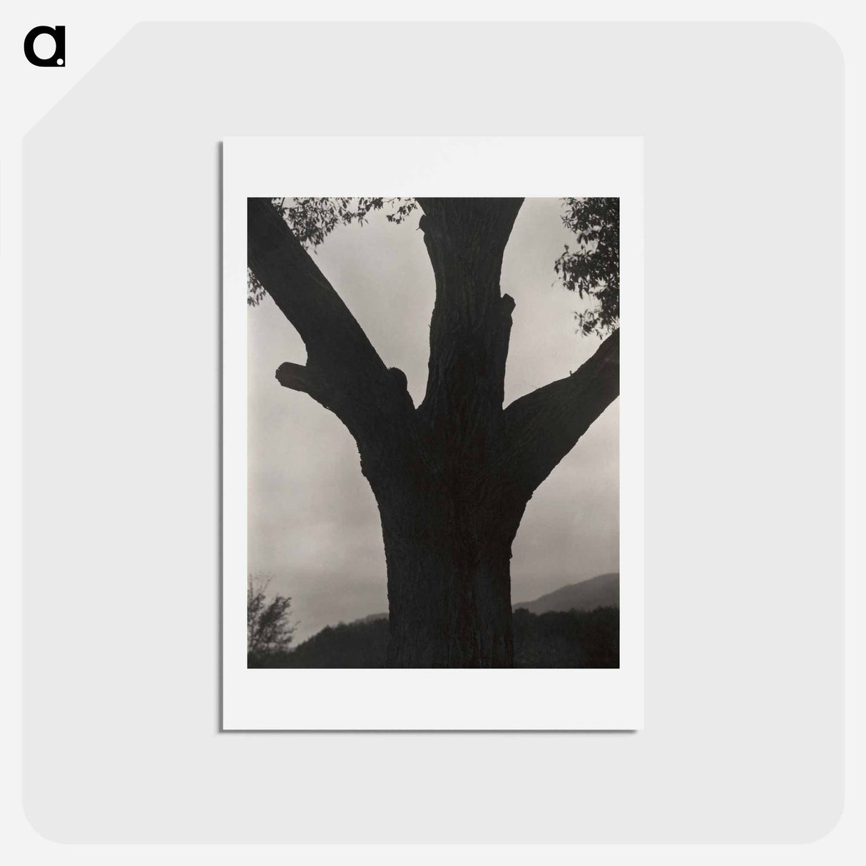 アートポストカード-The Dying Chestnut - アルフレッド スティーグリッツ Postcard.