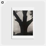 アートポストカード-The Dying Chestnut - アルフレッド スティーグリッツ Postcard.
