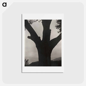 アートポストカード-The Dying Chestnut - アルフレッド スティーグリッツ Postcard.