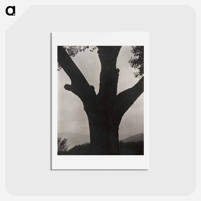 アートポストカード-The Dying Chestnut - アルフレッド スティーグリッツ Postcard.