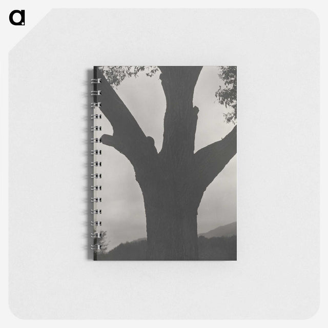 2-40_Alfred-Stieglitz_memo