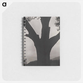 アートメモ帳-The Dying Chestnut - アルフレッド スティーグリッツ Memo.