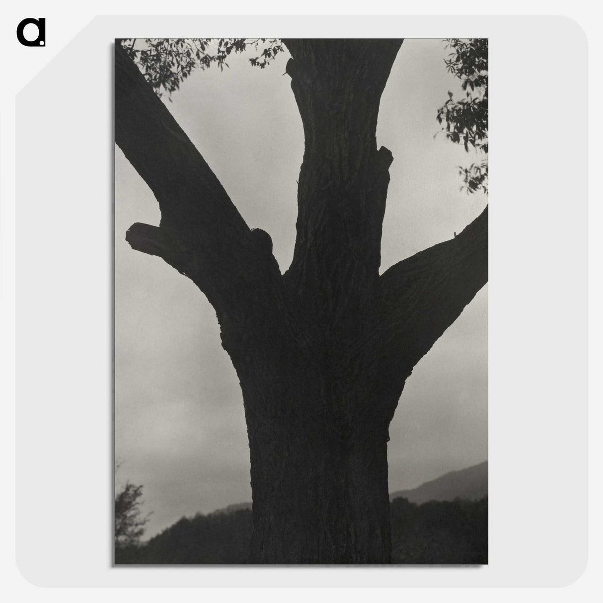 2-40_Alfred-Stieglitz_picture-crop