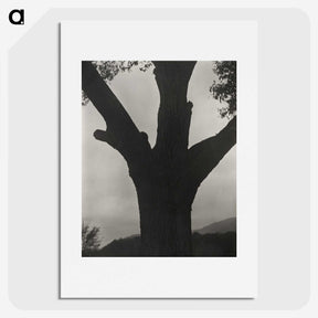 2-40_Alfred-Stieglitz_picture