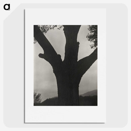 2-40_Alfred-Stieglitz_picture