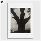 The Dying Chestnut - アルフレッド スティーグリッツ Poster.