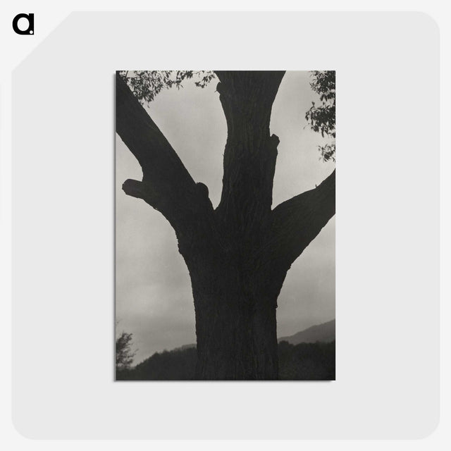 2-40_Alfred-Stieglitz_postcard