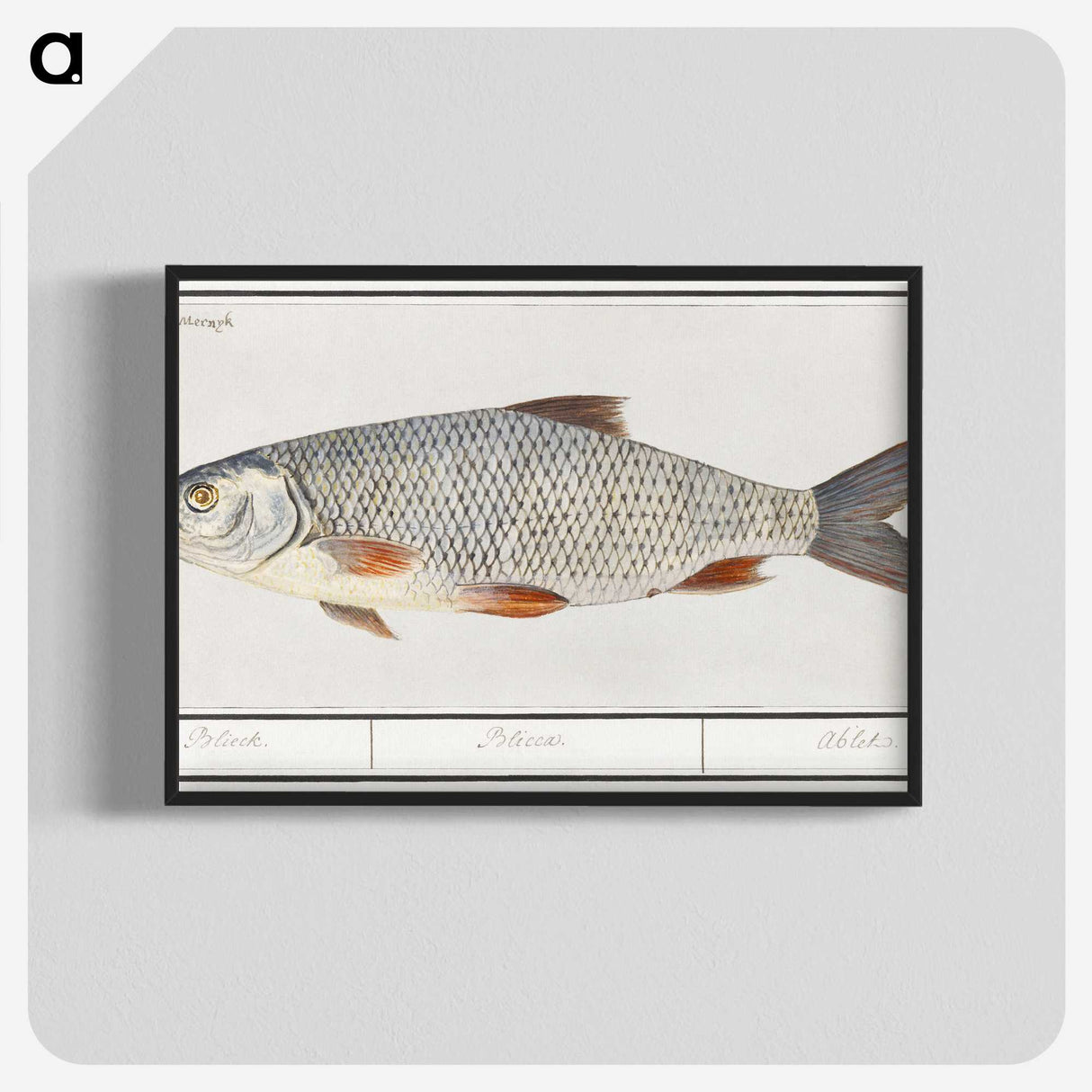 2-40_Anselmus-Boetius-de-Boodt_blk-crop