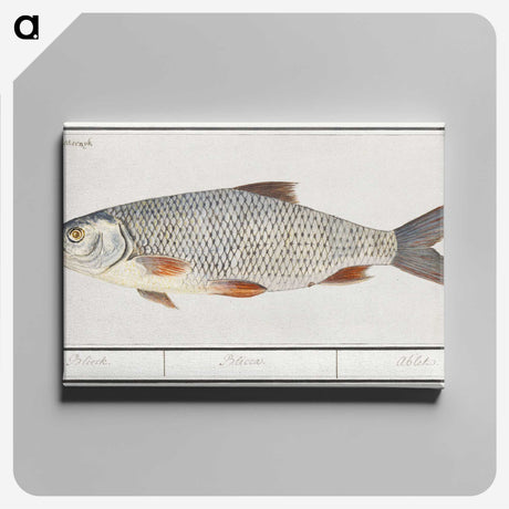 2-40_Anselmus-Boetius-de-Boodt_canvas