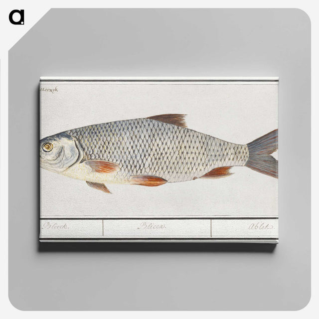 2-40_Anselmus-Boetius-de-Boodt_canvas