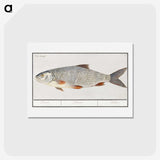 2-40_Anselmus-Boetius-de-Boodt_hagaki