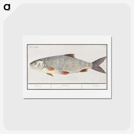 2-40_Anselmus-Boetius-de-Boodt_hagaki