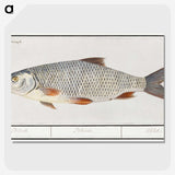 2-40_Anselmus-Boetius-de-Boodt_picture-crop
