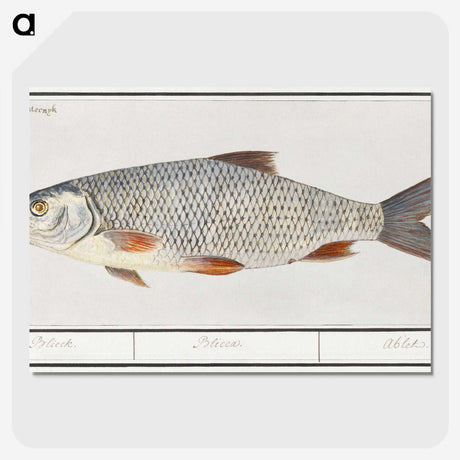 2-40_Anselmus-Boetius-de-Boodt_picture-crop