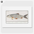 2-40_Anselmus-Boetius-de-Boodt_picture