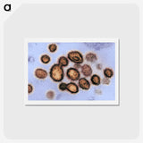 2-40_COVID-19_hagaki