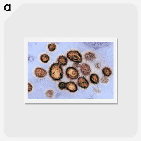 2-40_COVID-19_hagaki