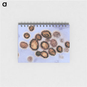 2-40_COVID-19_memo