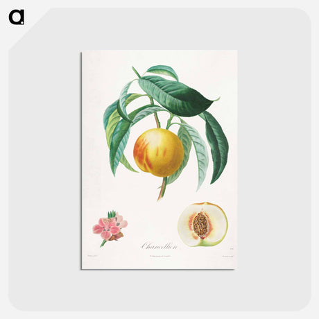 アートポストカード-Chancellière Fruit Tree
 - クリーブランド美術館 Postcard.