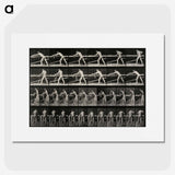 2-40_Eadweard-Muybridge_picture
