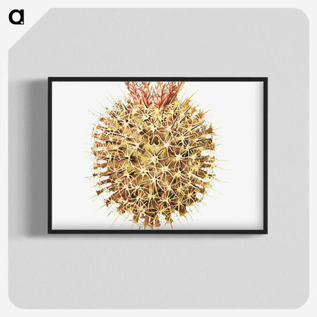 2-40_Ernst-Haeckel_blk-crop