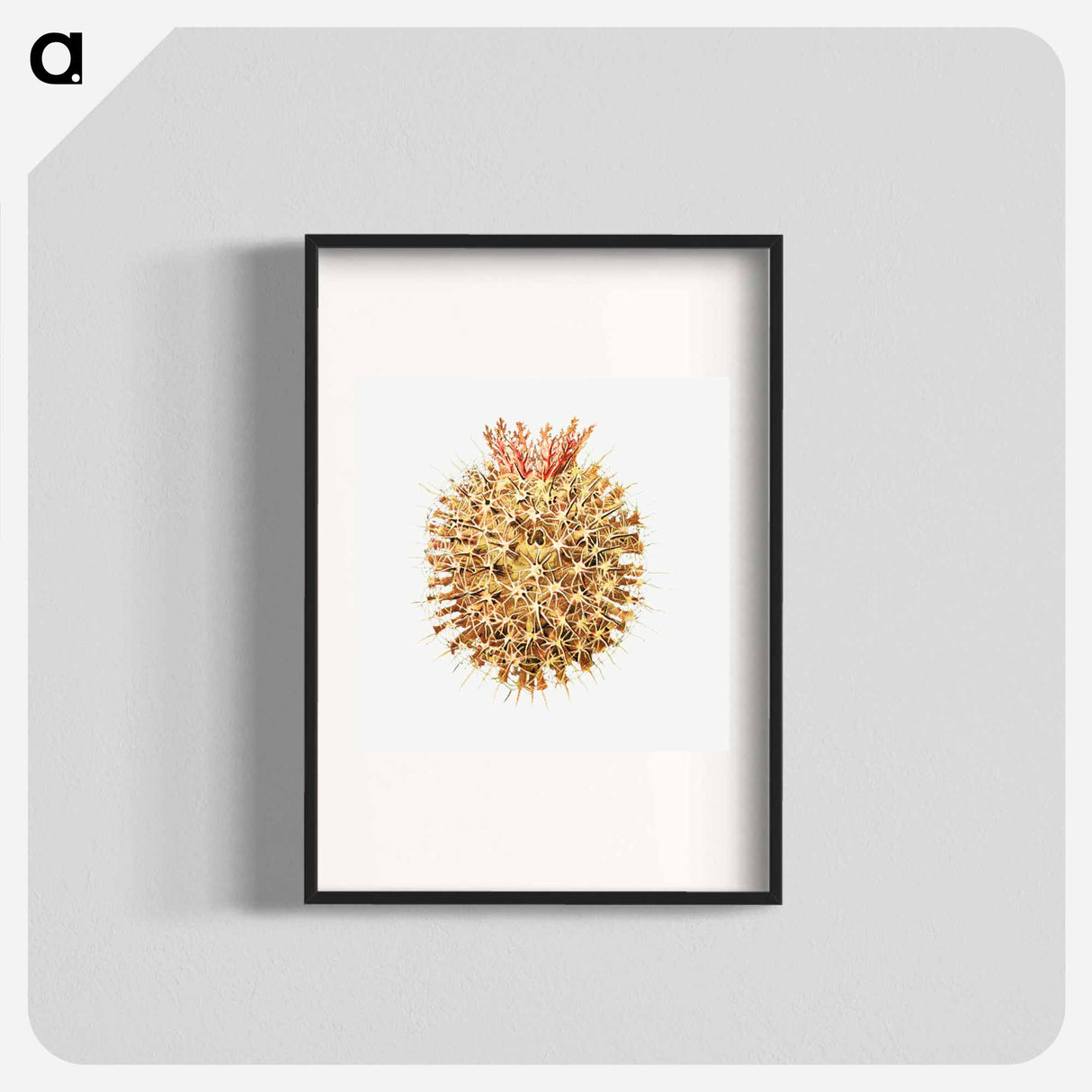 Colorful vintage tunicate illustration - エルンスト ヘッケル Poster.
