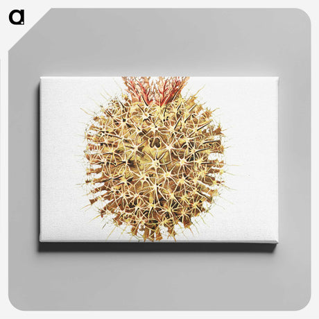 2-40_Ernst-Haeckel_canvas