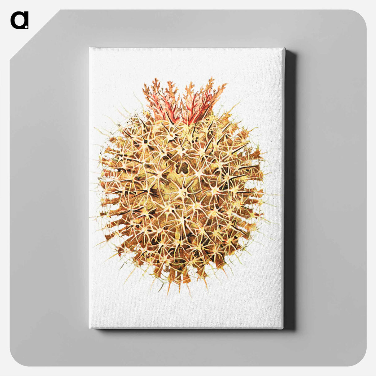 Colorful vintage tunicate illustration - エルンスト ヘッケル Canvas.