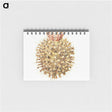 2-40_Ernst-Haeckel_memo