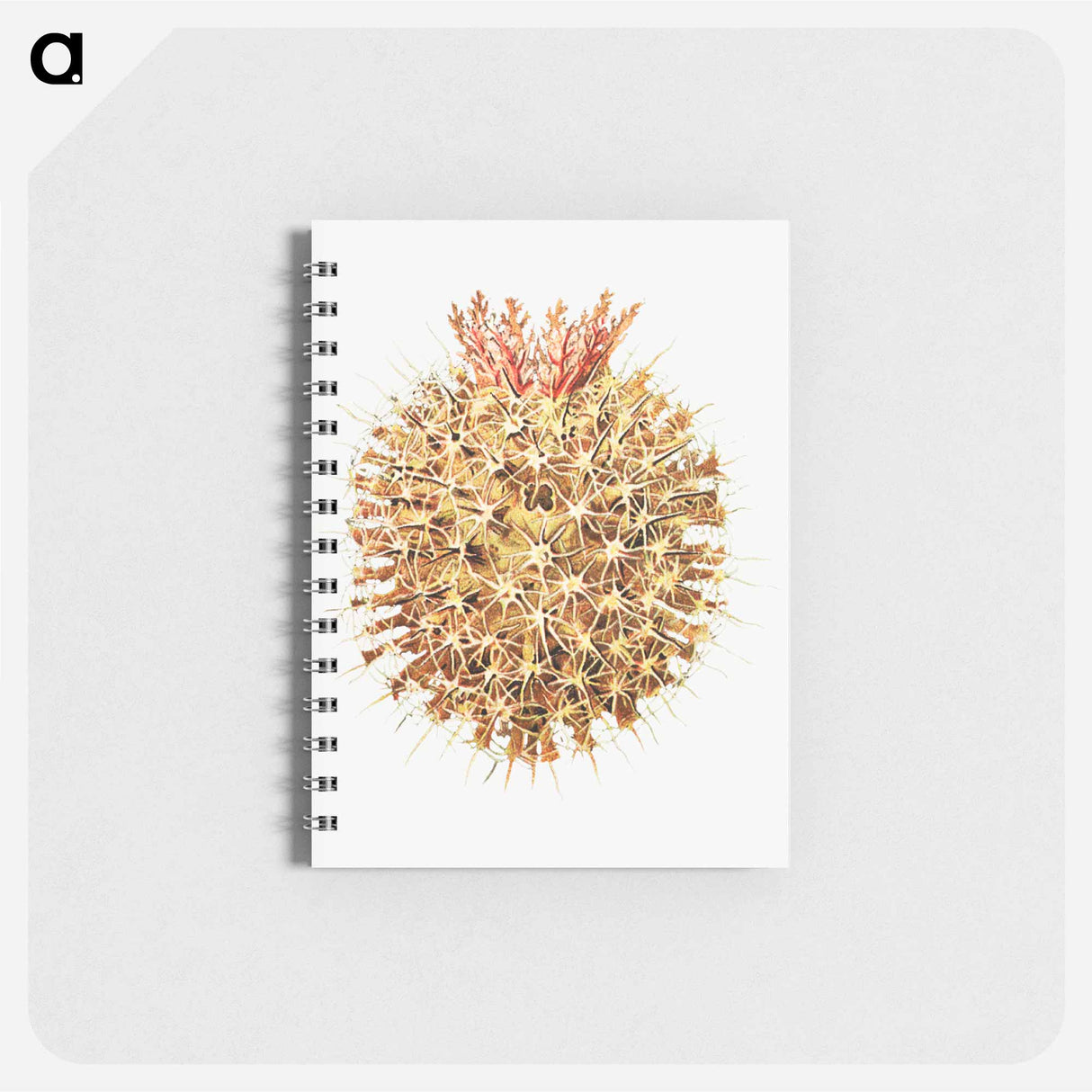 アートメモ帳-Colorful vintage tunicate illustration - エルンスト ヘッケル Memo.