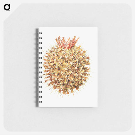 アートメモ帳-Colorful vintage tunicate illustration - エルンスト ヘッケル Memo.